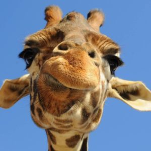 Meet your Posher, Yanan